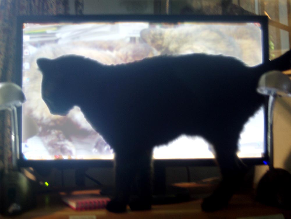 black cat in front of computer screen