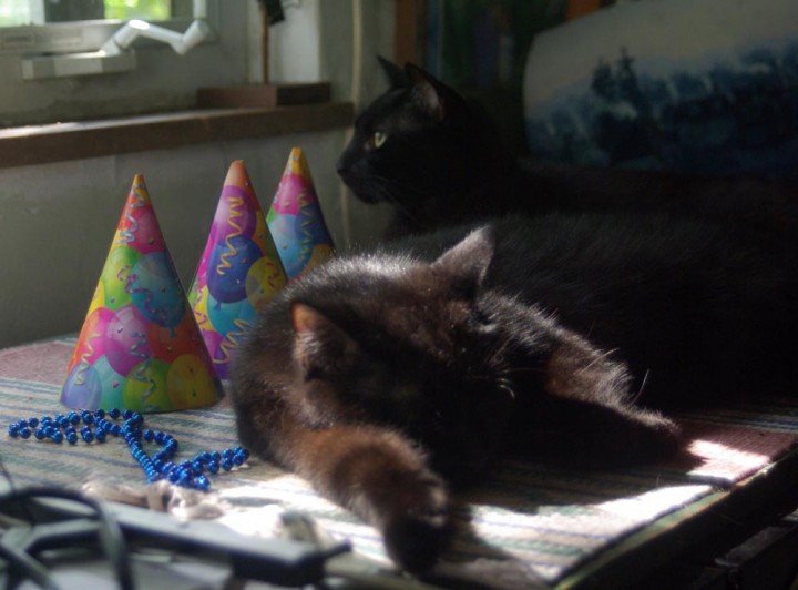 cats with party hats