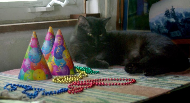 black cat with party hats