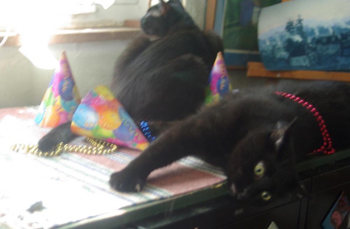 black cats with party hats