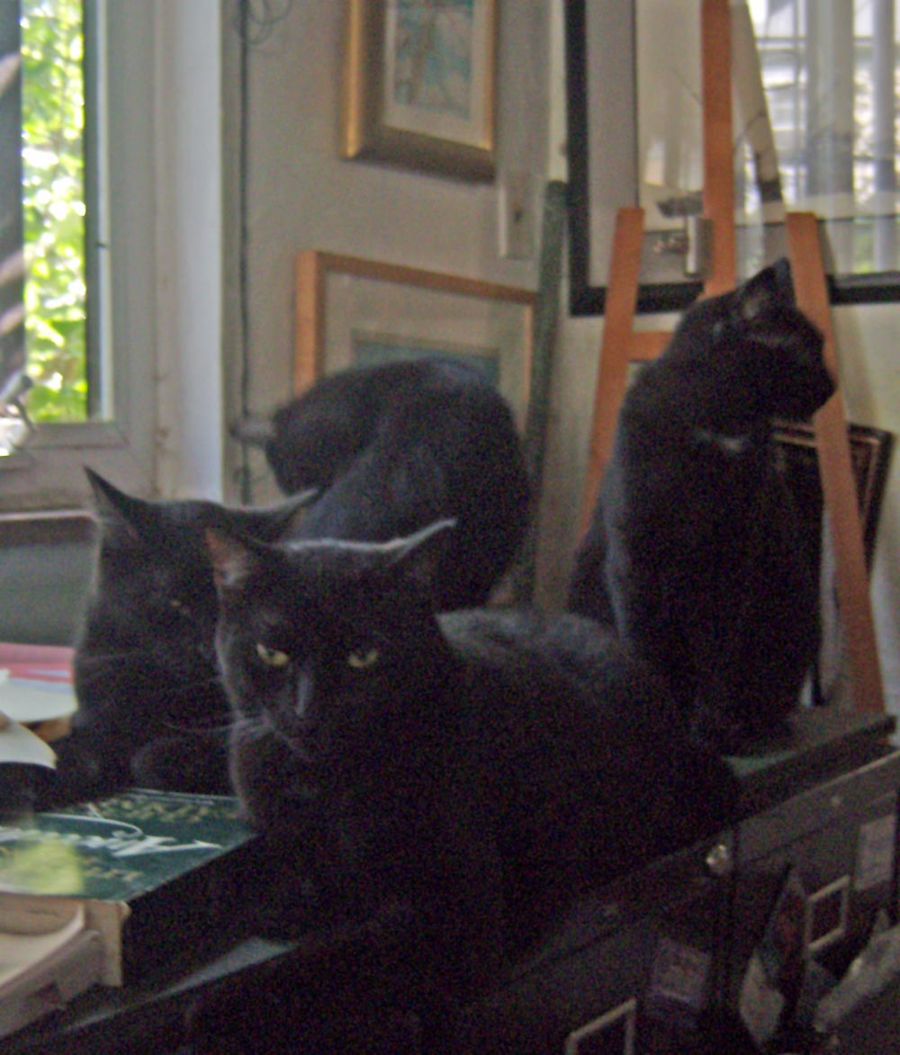 Four black cats on table