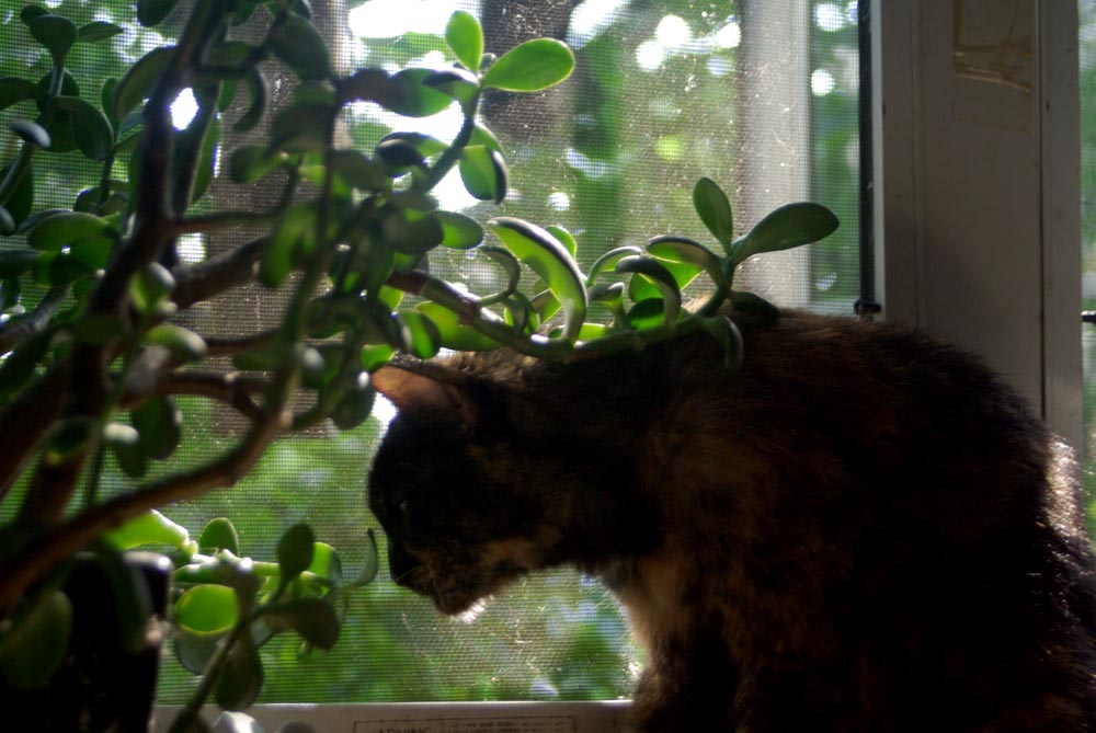 tortoiseshell cat on windowsill