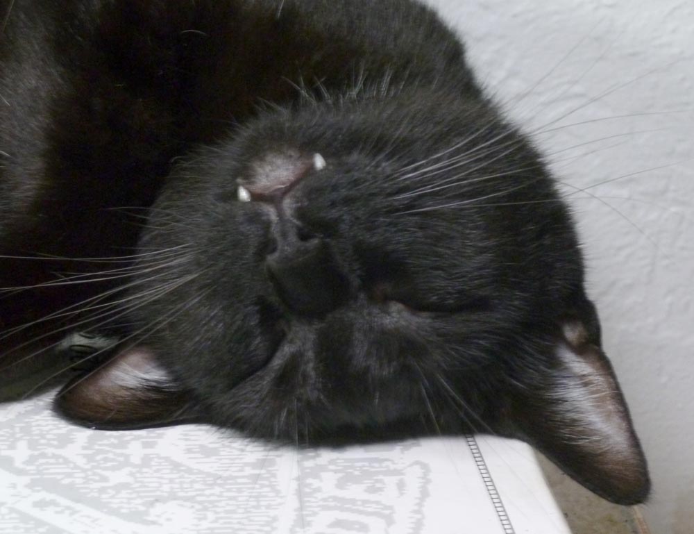 black cat face upside down
