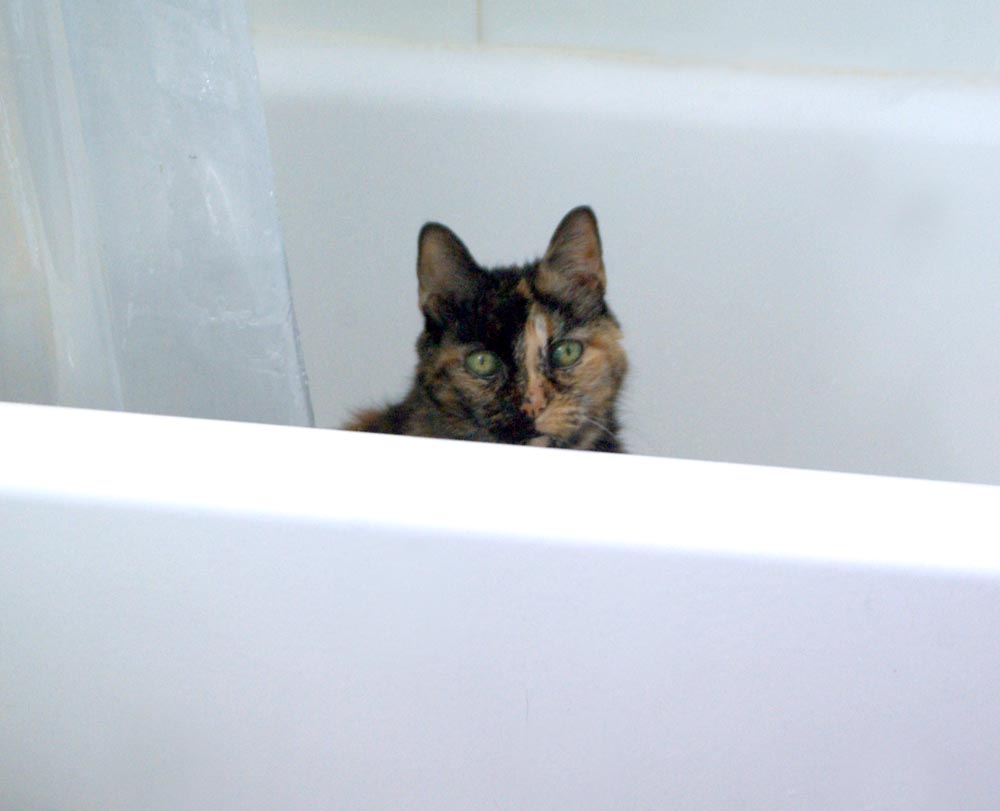 tortoiseshell cat in the tub