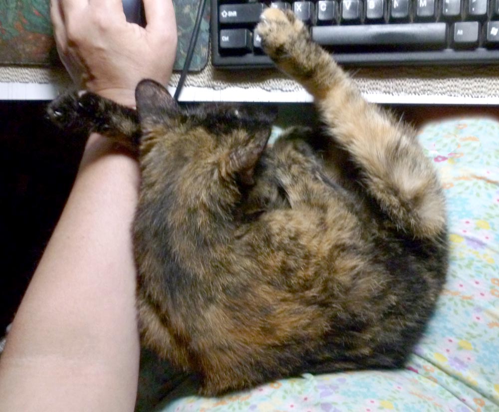 tortoiseshell cat on lap