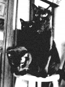 Three black cats looking cool.