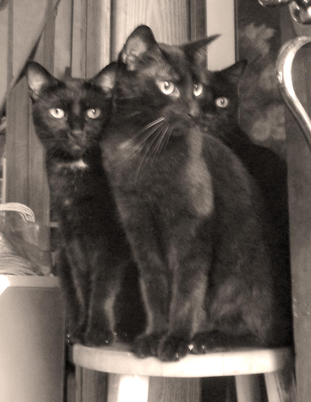 three black cats in sepia