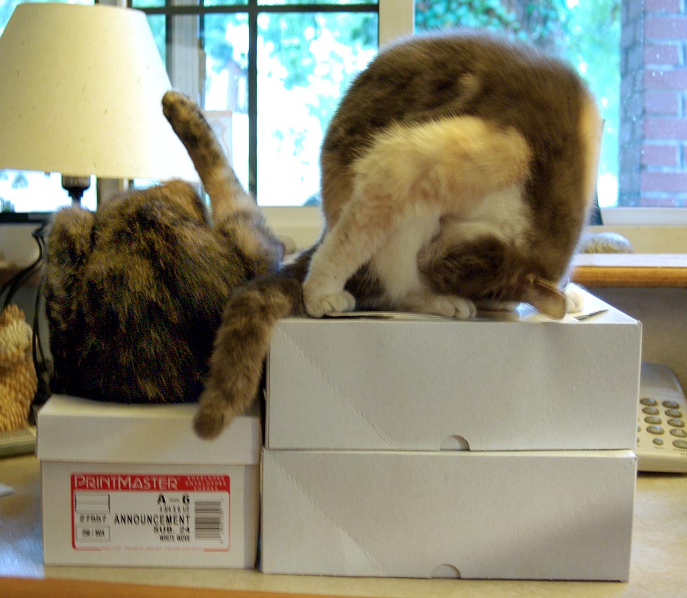 two cats bathing on boxes