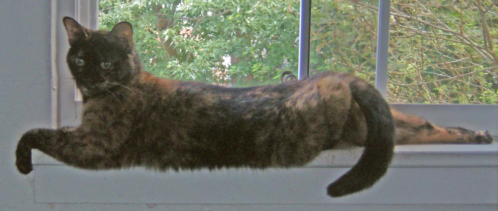 tortoiseshell cat stretching on windowsill