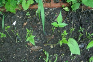photo of bean plants without leaves