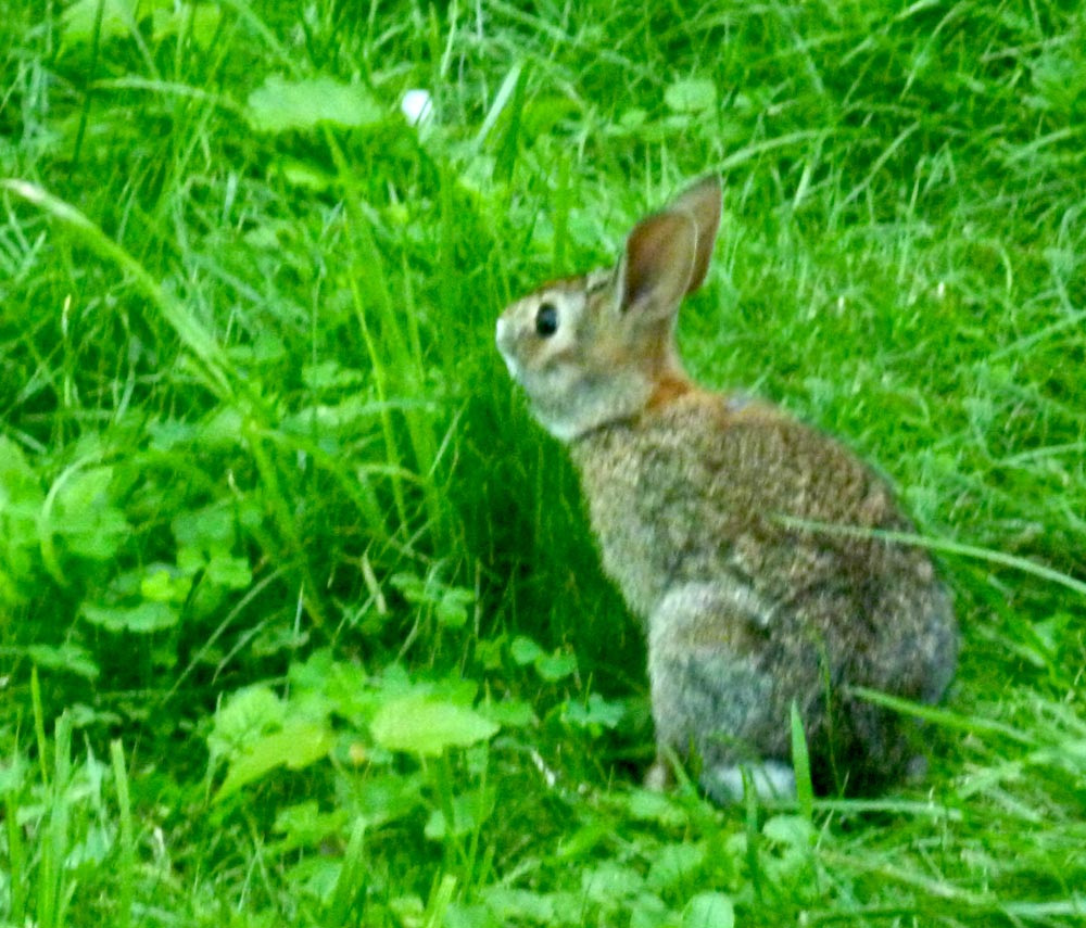 bunny eating grass in yard