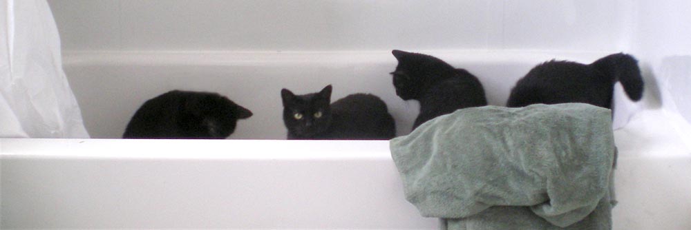 five black cats in tub