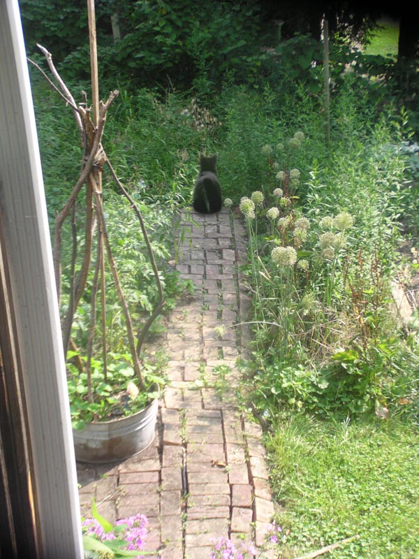 garden path with black cat