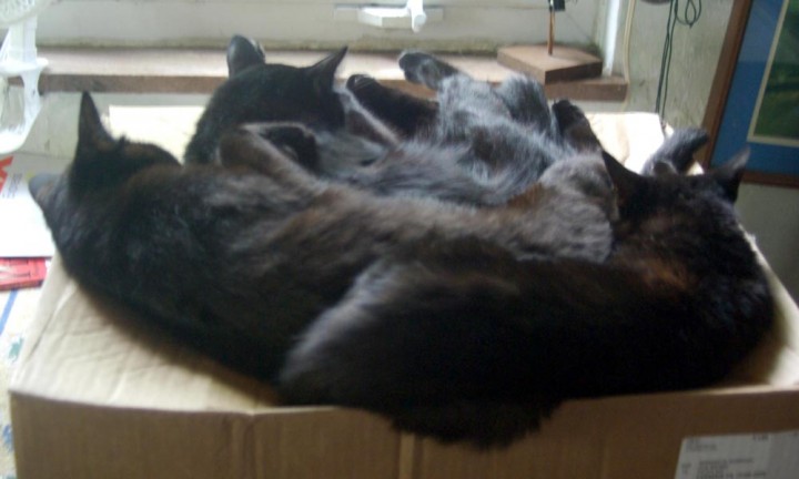 a puddle of cats