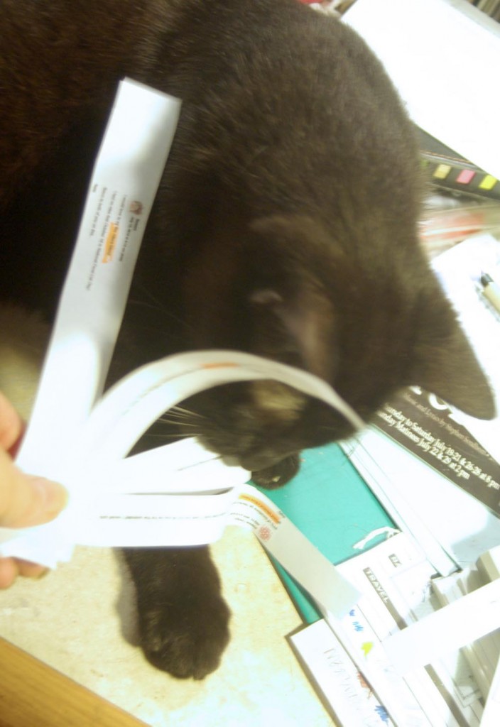 black cat holding paper strip