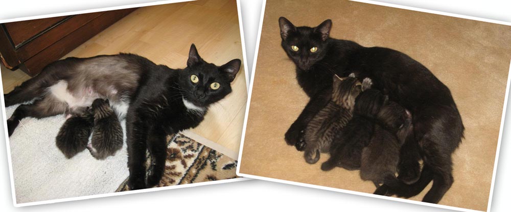 photos of two black cats with kittens