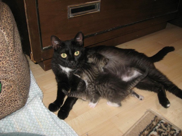 black cat with two kittens