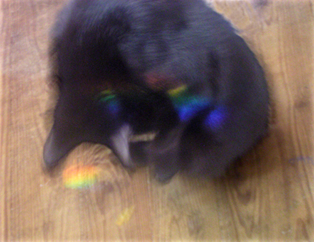 black cat with rainbows reflected on wooden floor