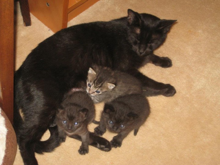 black cat with kittens