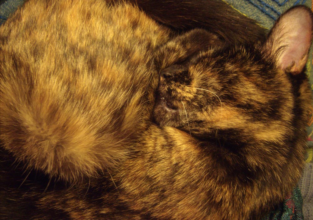 tortoiseshell cat on lap
