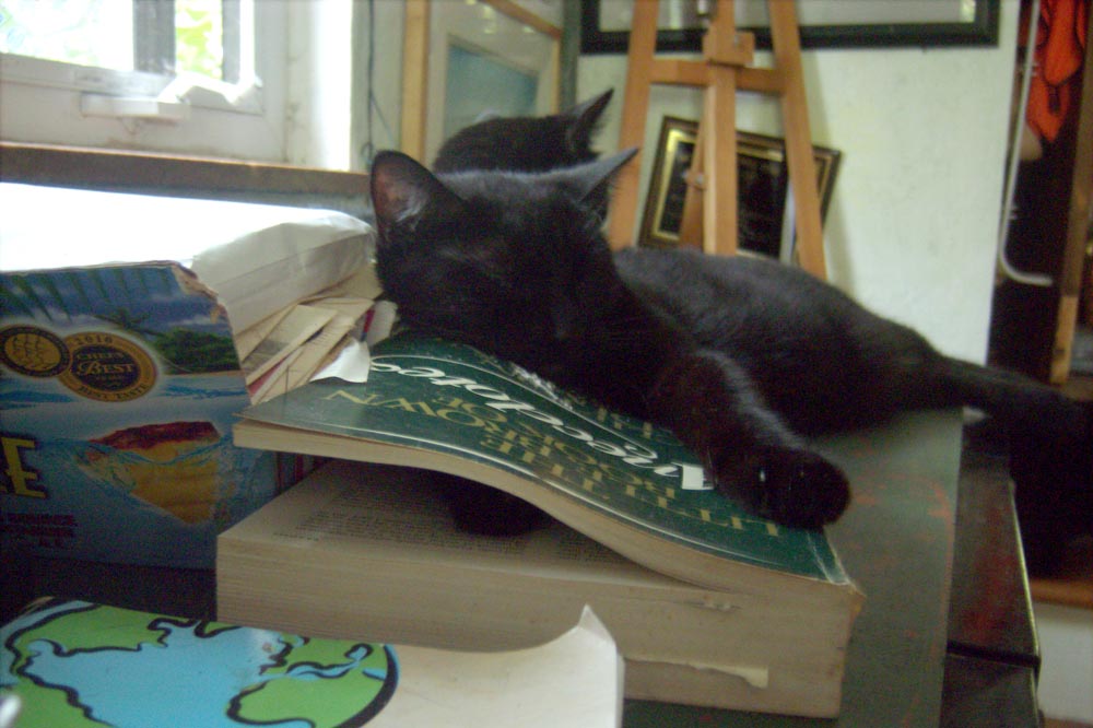 black cat sleeping with a paw in a book