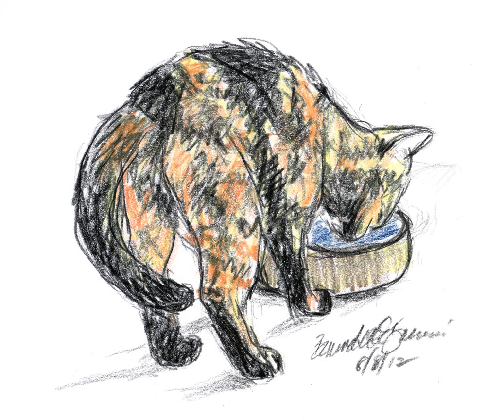 sketch of cat drinking water