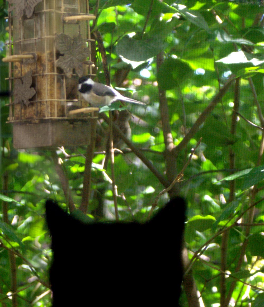 cat silhouette looking at chickadee on feeder