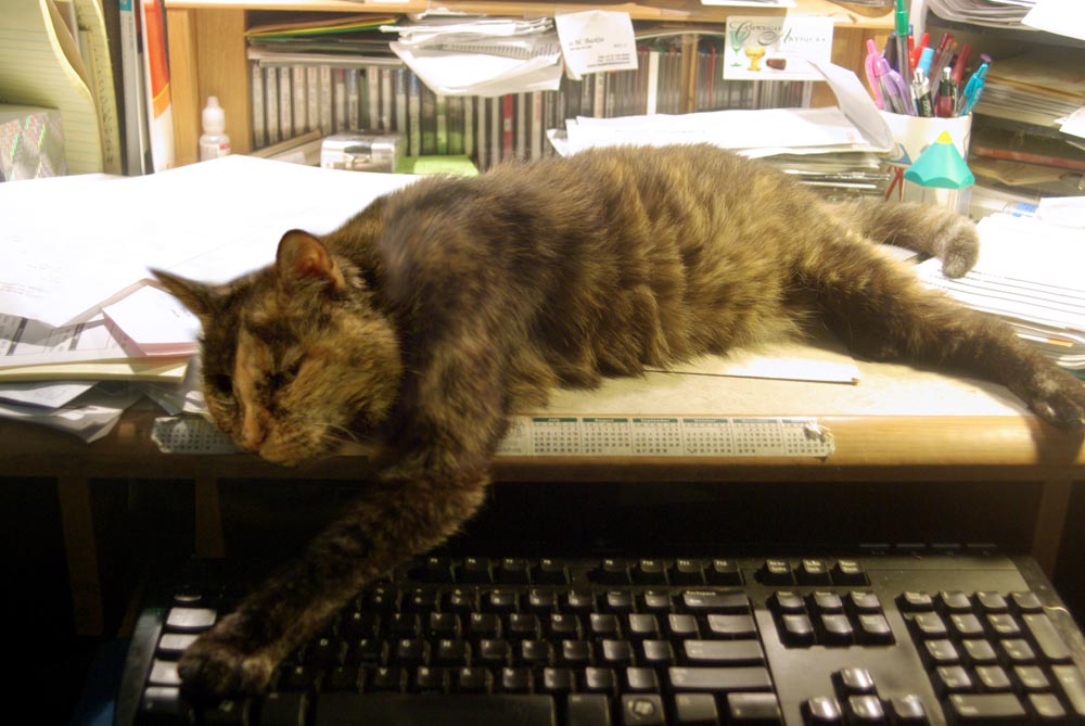 tortoiseshell cat with paw on keyboard