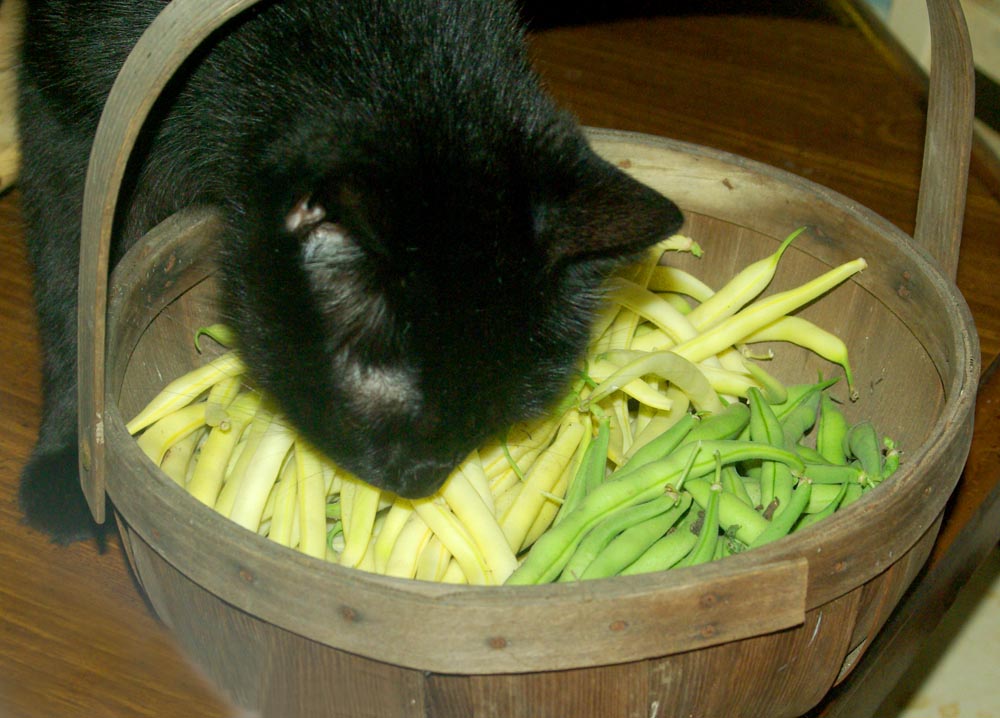 black cat with green and yellow beans