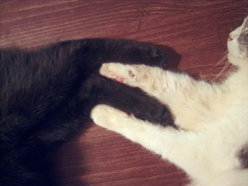 two cats holding paws
