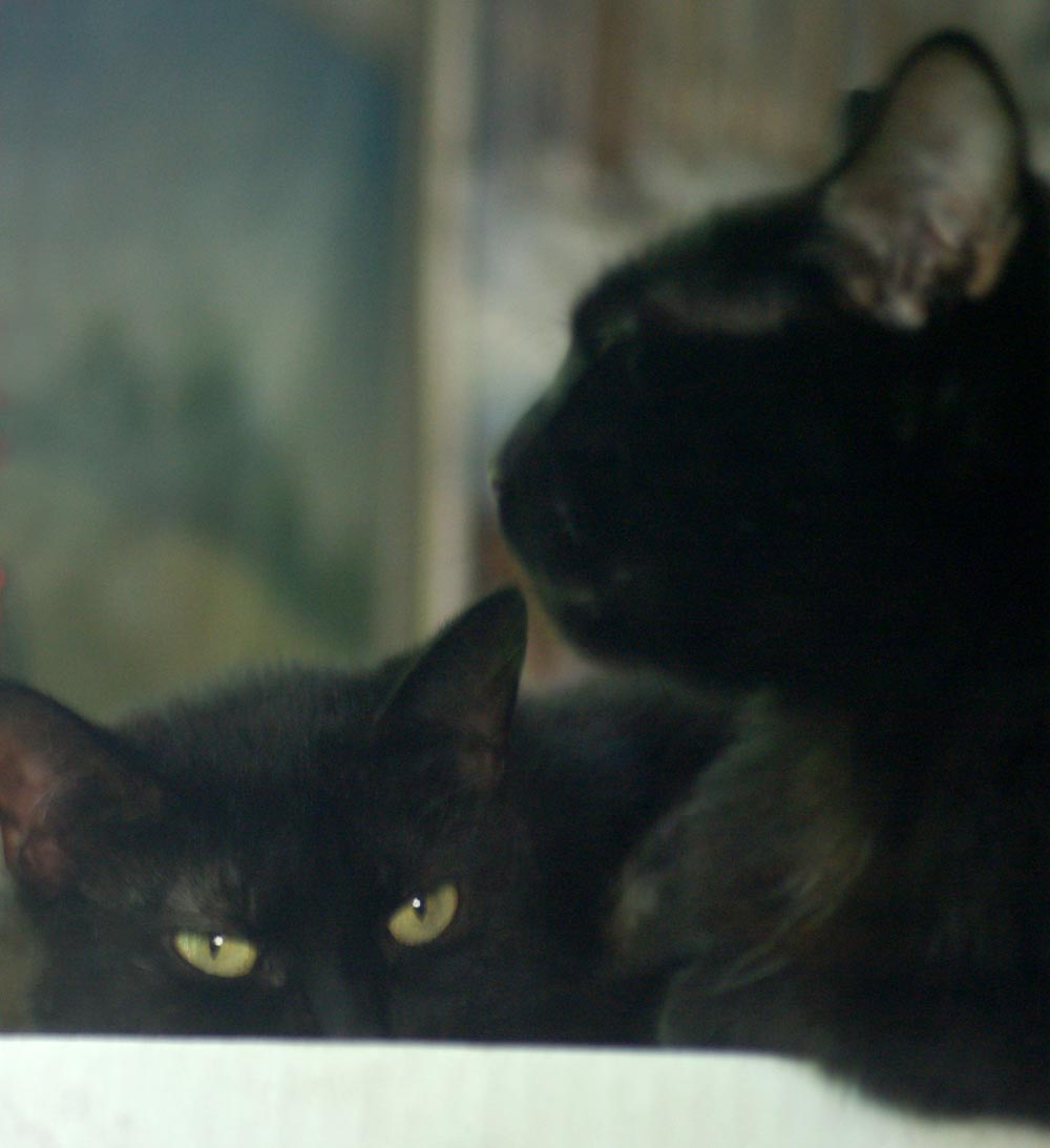 two black cats sleeping