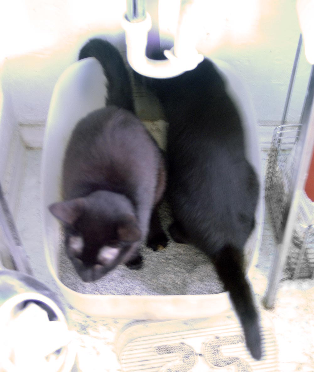 two black cats in litterbox