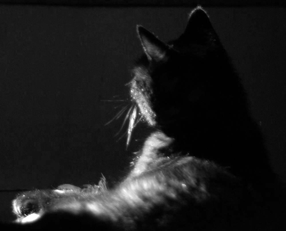 black and white photo of cat silhouette