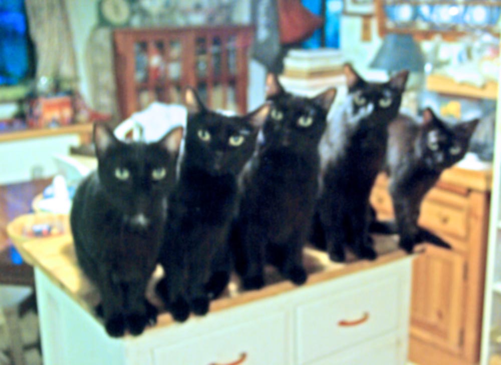 five black cats in a line