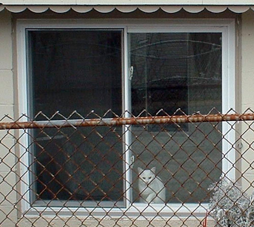 white kitty in the window