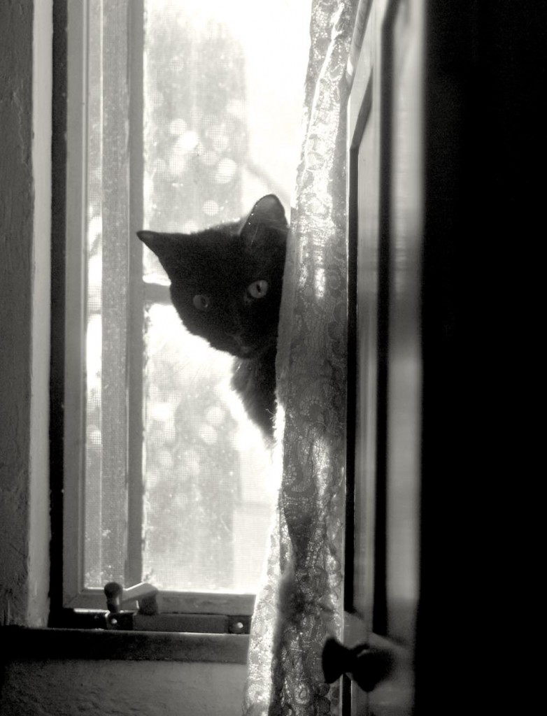 black cat peeking around curtain