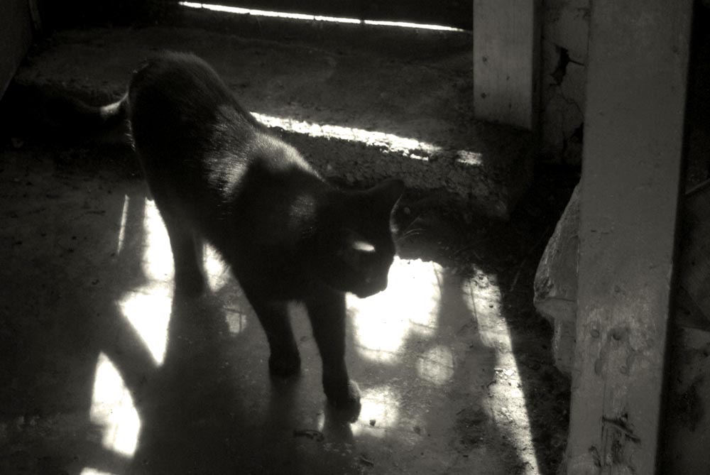 black and white photo of cat in light and shadow