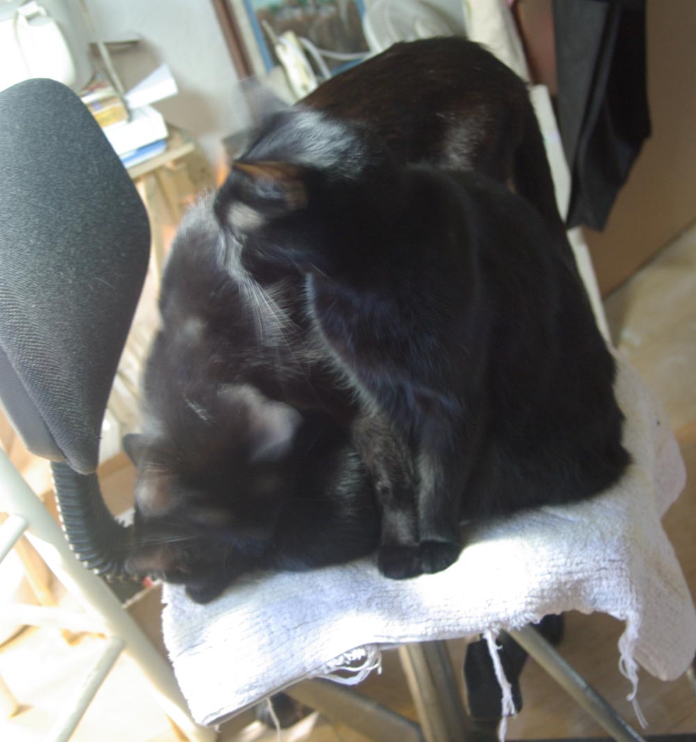 three black cats on chair