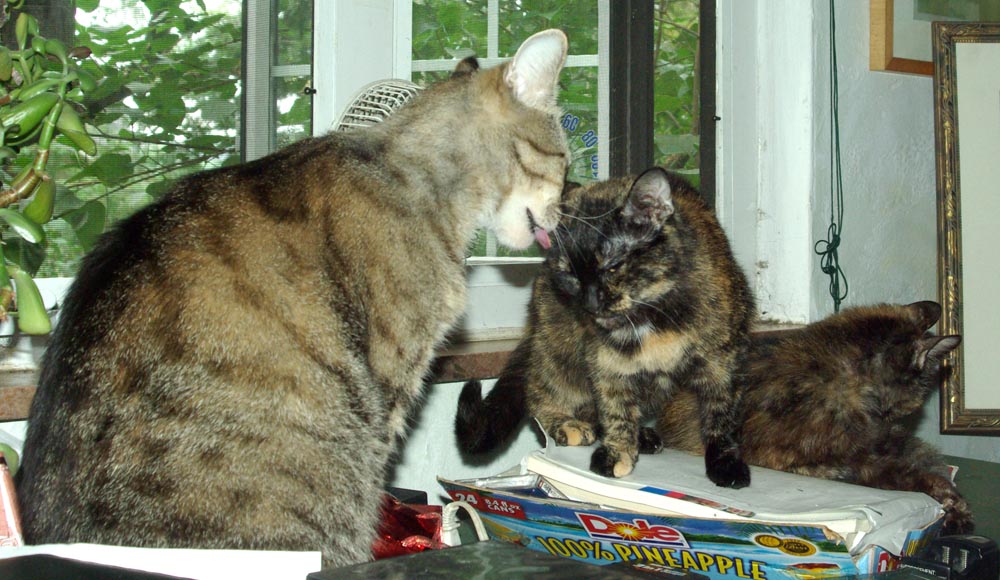 tabby cat bathing tortoiseshell cat with another in background