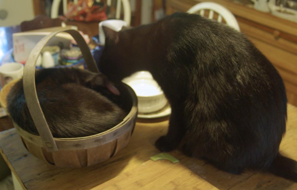 two black cats with basket