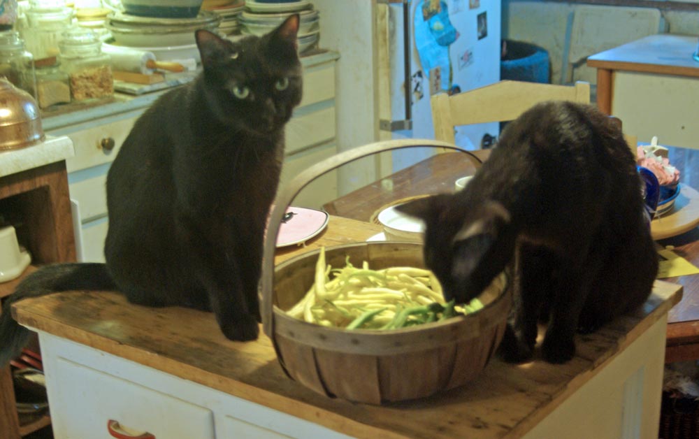 two black cats with basket of beans