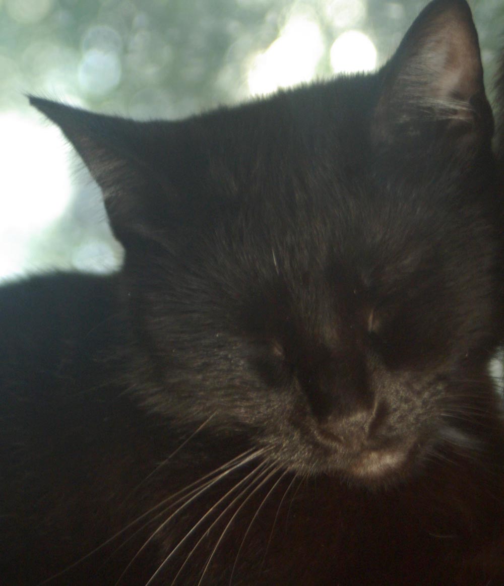 black cat face sleeping