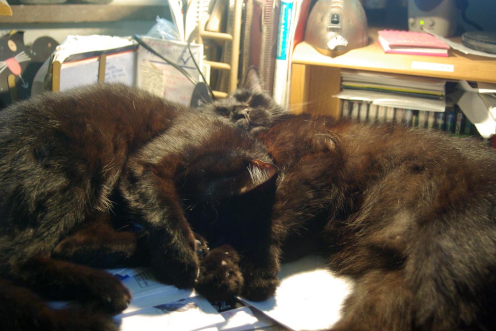 two black cats cuddling on desk