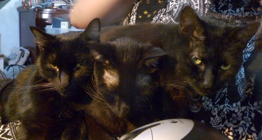 three black cats on lap.