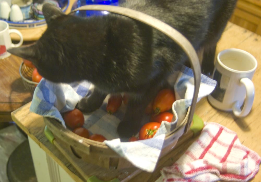 black cat in basket with tomatoes