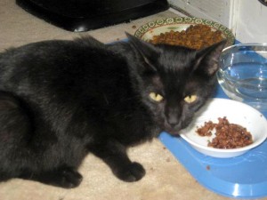 black cat eating