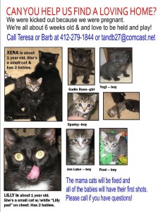 flyer with kittens