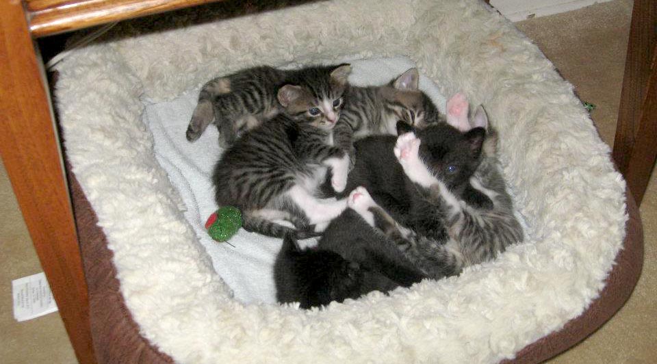kittens in cat bed