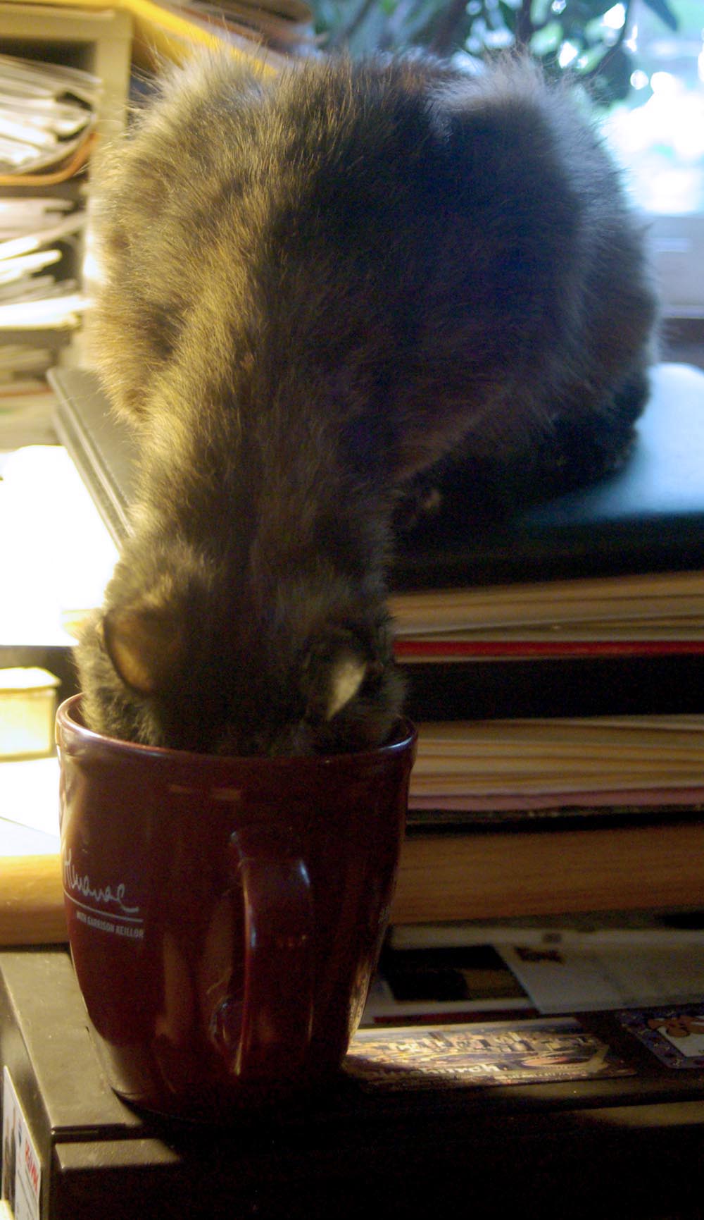 cat drinking out of mug
