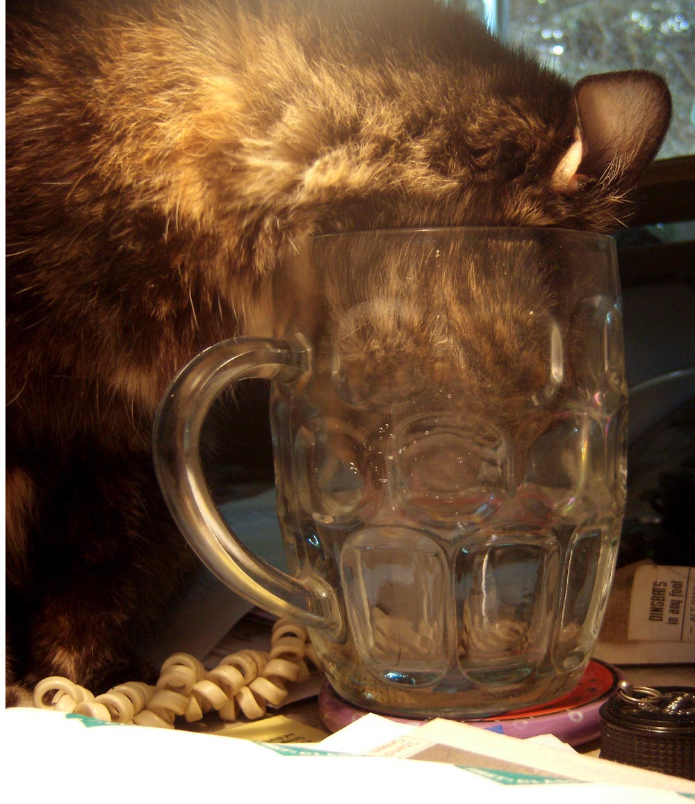cat drinking from glass